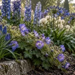Jardin fleurs bleues : muscari bleu et géranium Rozanne, delphinium et agapanthes