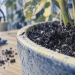 Moucherons plantes vertes : sciarides adultes et larves dans le terreau, piège jaune