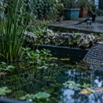 Petite mare de jardin avec plantes aquatiques et rampe, attire la faune