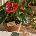 Plantes vertes fleurs rouges : anthurium rouge en pot terre cuite